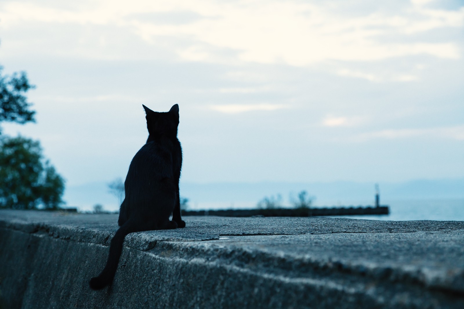 画像：海を眺める猫