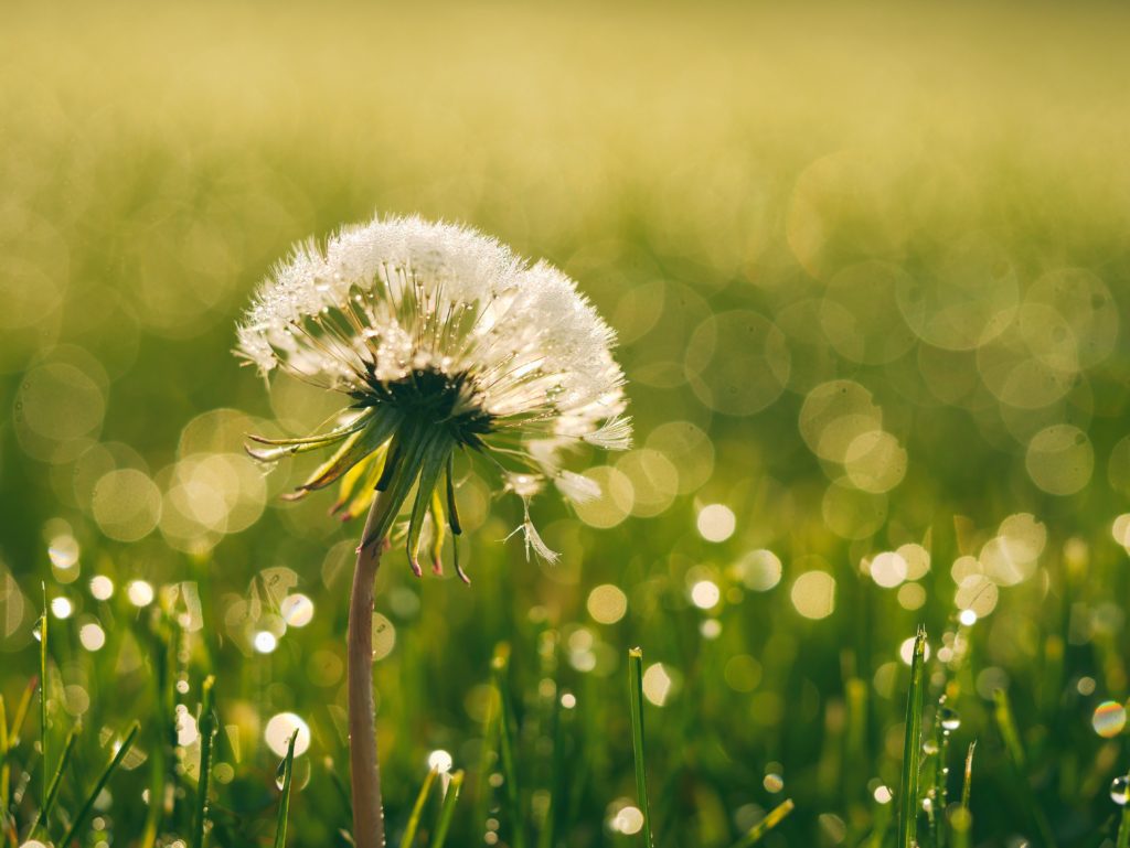 成果がわかるのは、冬に力を蓄えて、春になったら一気に開花する花のようなもの。